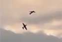 Two Zlin Z-526s collide in mid-air during an airshow in Germany