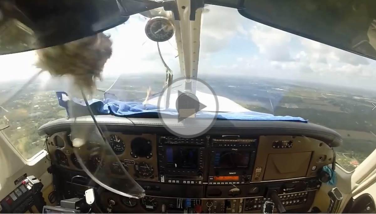 Bird strike destroys airplane windshield